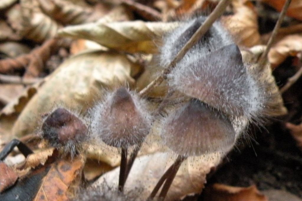 Funghi irsuti....